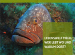 Mittelmeerleben (Innenansicht)