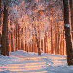 Trees  2027