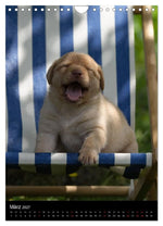 Labrador Welpen (Wandkalender 2027 DIN A4 hoch), CALVENDO Monatskalender