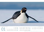 Pinguine Kalender 2027