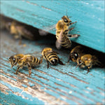 Bienen 2027