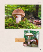 Essbare Schätze aus der Natur: Erkennen - Sammeln - Zubereiten