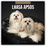 Lhasa Apsos - Lhasa Apso 2027 - 16-Monatskalender