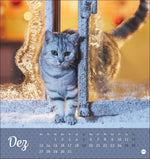 Katzen Postkartenkalender Kleine Tiger 2027