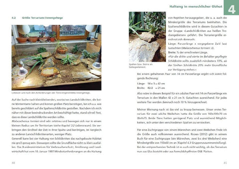 Spaltenschildkröten Malacochersus tornieri
