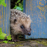 Igel 2027