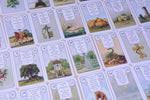 Lenormand Orakelkarten - rote Eule (Innenansicht)