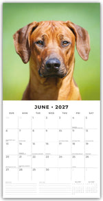 Rhodesian Ridgebacks - Rhodesian Ridgeback 2027 - 16-Monatskalender