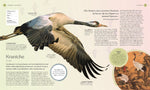 Vögel - Eine Natur- und Kulturgeschichte (Innenansicht)