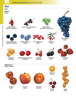 Langenscheidt Illustriertes Wörterbuch Französisch (Innenansicht)