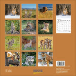 Big Cats 2027