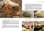 Testudo kleinmanni (Innenansicht)