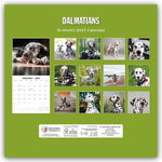 Dalmatians - Dalmatiner 2027 - 16-Monatskalender