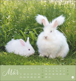 Süße Kaninchen Postkartenkalender 2026