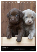 Labrador Welpen (Wandkalender 2027 DIN A4 hoch), CALVENDO Monatskalender