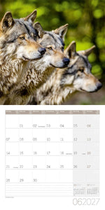 Wölfe Kalender 2027 - 30x30 - Art12