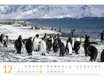 Pinguine Kalender 2027