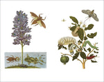 Das Insektenbuch (Innenansicht)