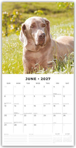 Weimaraners - Weimaraner 2027 - 16-Monatskalender