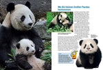 Entdecke die Pandas (Innenansicht)