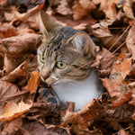 Katzen / Cats 2027
