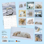 Eisbären / Polar Bears 2027