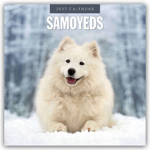 Samoyeds - Samojede - Samojedenspitz 2027 - 16-Monatskalender