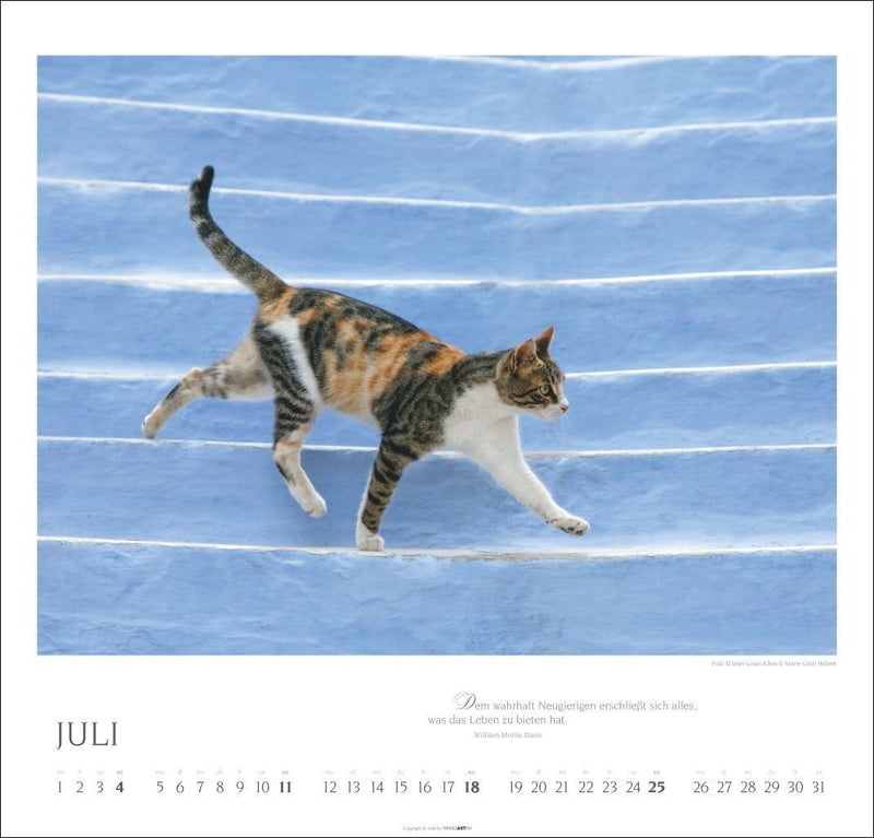 Katzen - Diven auf Samtpfoten Kalender 2027 - Diven auf Samtpfoten (Innenansicht)