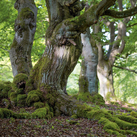 Die Kraft der Bäume / The Power of Trees 2027