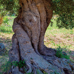 Trees  2027