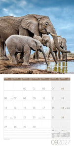 Elefanten Kalender 2027 - 30x30 - Art12 (Innenansicht)