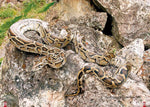 Der dunkle Tigerpython (Innenansicht)