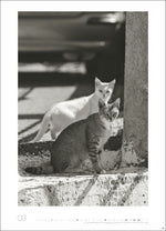 Cats Edition Kalender 2027