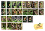 Eule, Fuchs und Hirsch. Tiere im Wald (Innenansicht)