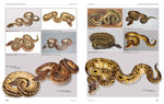 Python regius