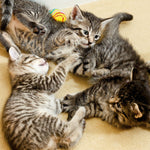 Katzen / Cats 2027