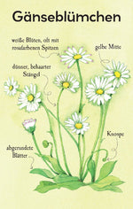 Natur-Entdecker-Karten: Unsere heimischen Blumen