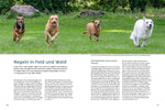 Jagdverhalten bei Hunden