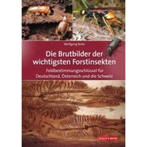 Die Brutbilder der wichtigsten Forstinsekten