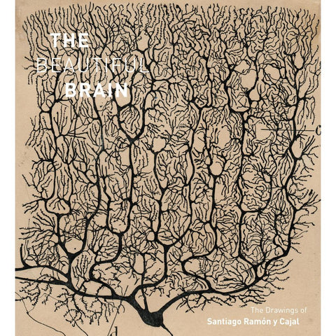 The Beautiful Brain