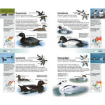 B00000003940996.jpg