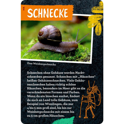 50 Insekten, Spinnen & Co.