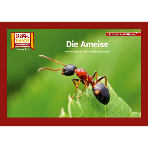 Die Ameise / Kamishibai Bildkarten
