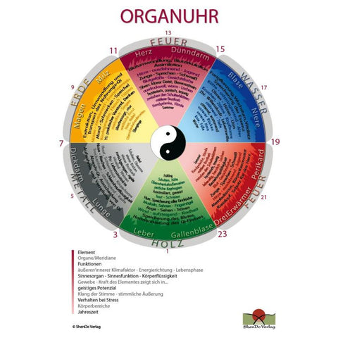 Organuhr-Schaubild DIN A 2