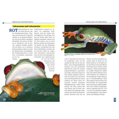 Der Rotaugenlaubfrosch
