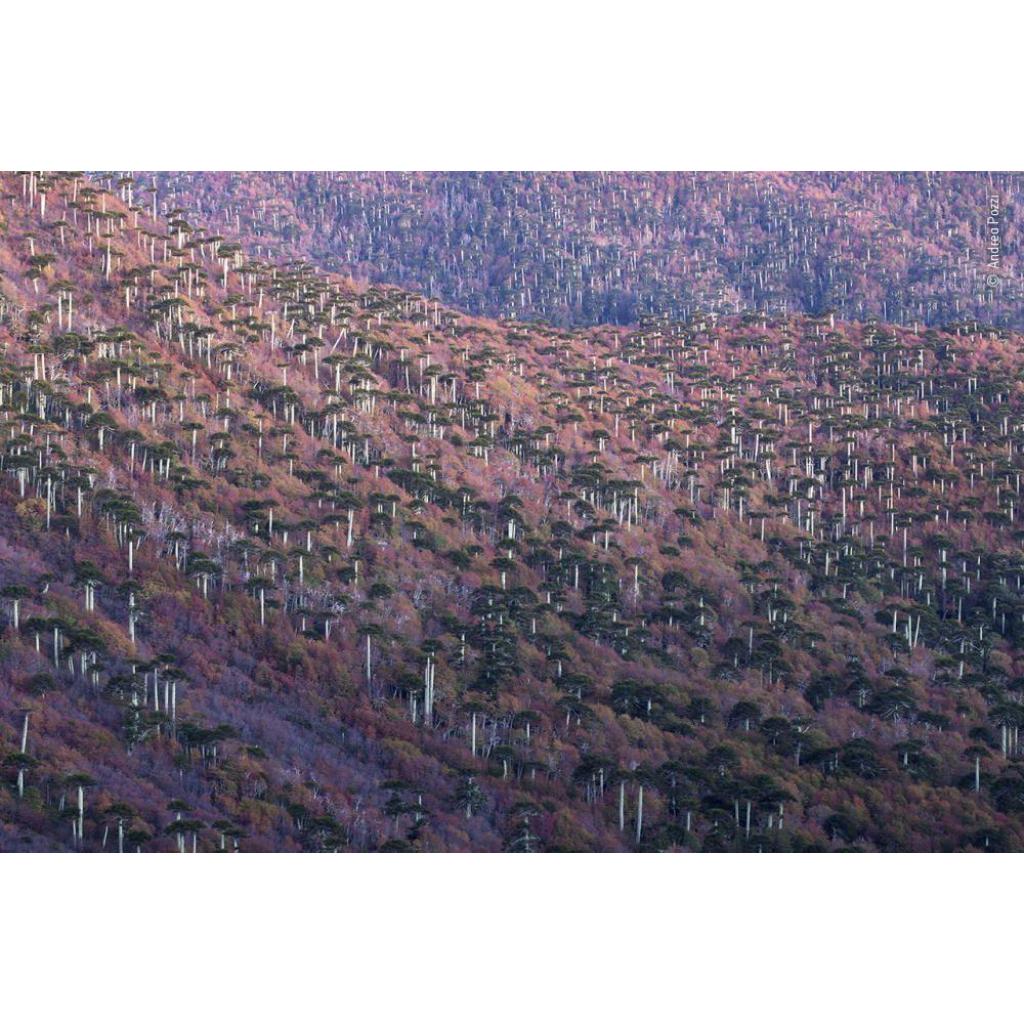 B00000008296996.jpg