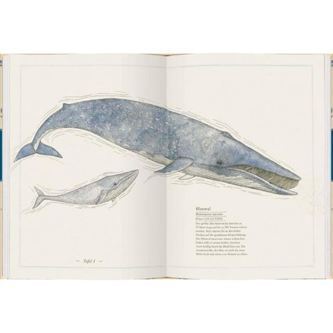 Blauwal, Seestern, Oktopus