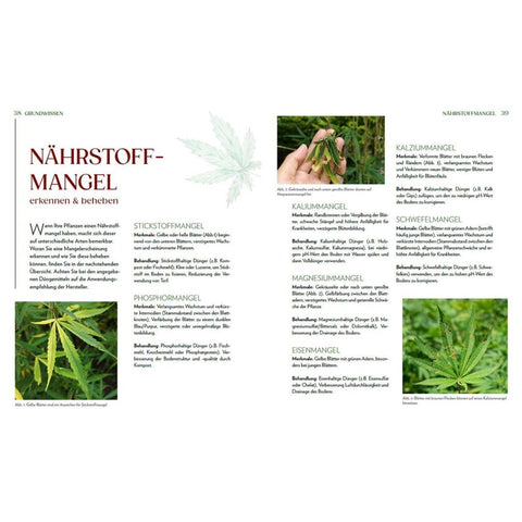 Cannabis-Anbau für Anfänger