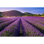 B00000021584483.jpg