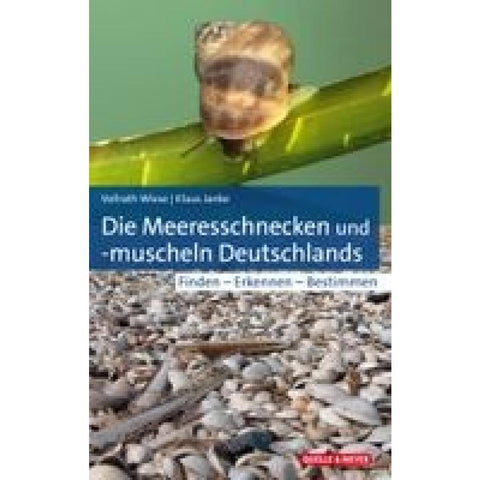 Die Meeresschnecken und -muscheln Deutschlands
